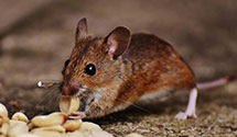 24 Hour & Emergency Exterminators in Opa Locka, FL